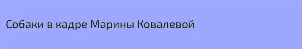 Собаки в кадре Марины Ковалевой